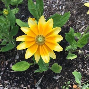 Meet your Posher, Desiree